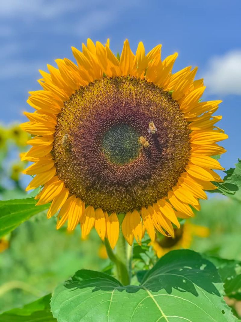 sunflower fields minnesota mn
