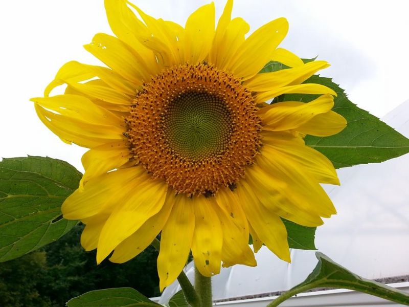 sunflower farms minnesota