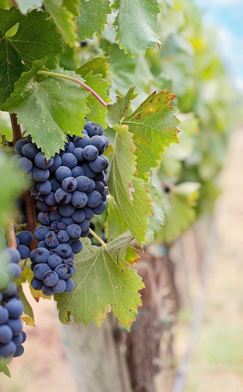 wineries vineyards