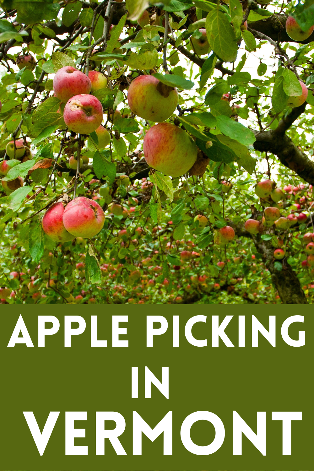 apple picking in Vermont