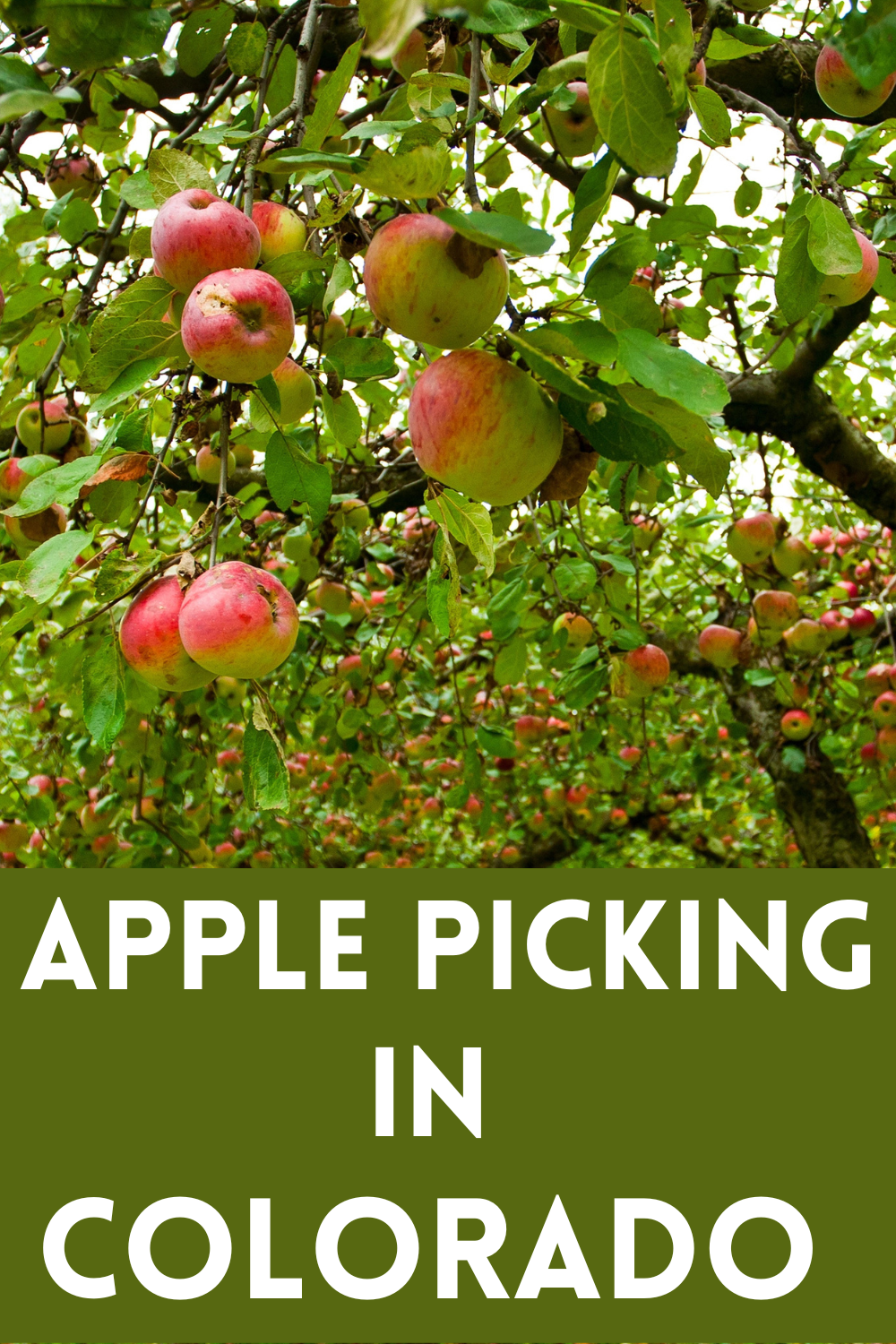 Colorado PYO Apple Picking