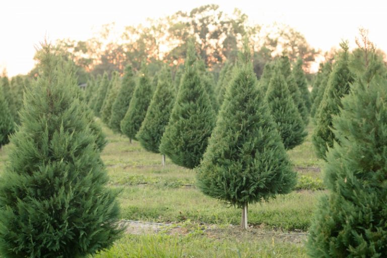 5 Festive and Best Christmas Tree Farms Houston Days Out On The Farm