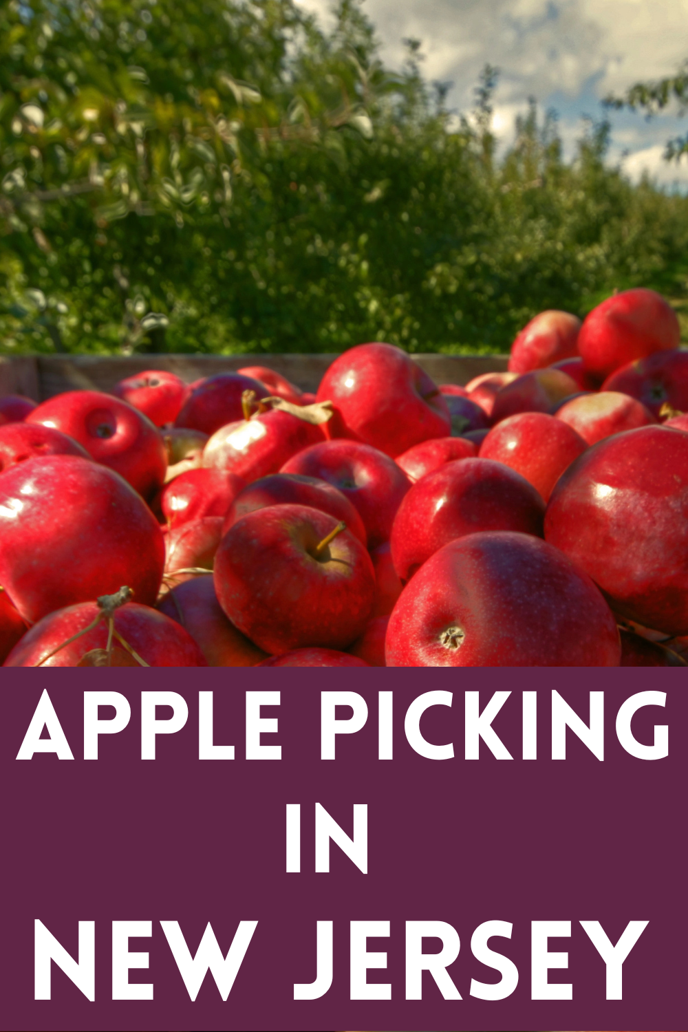 PYO Apple Picking New Jersey