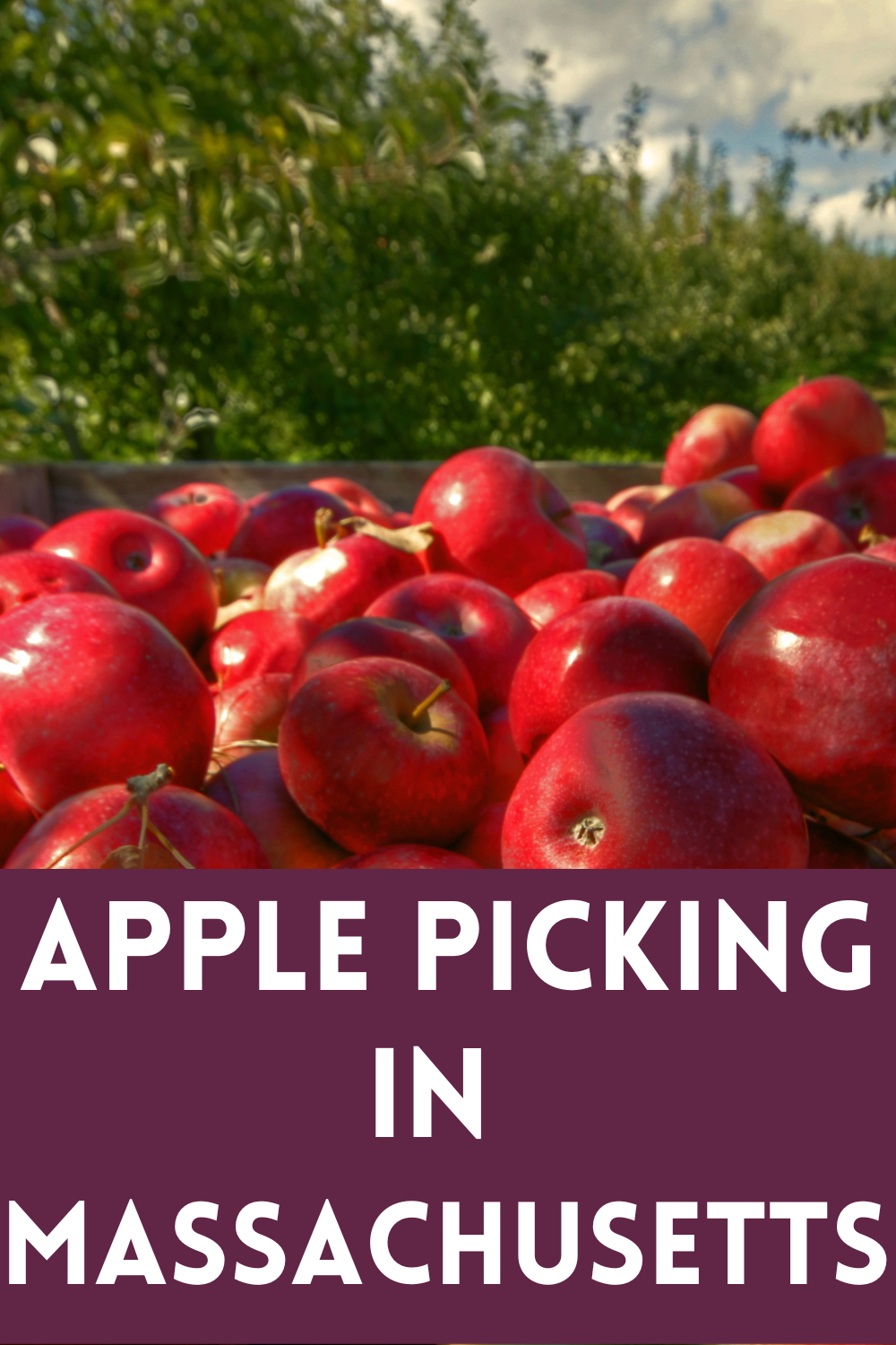 Massachusetts PYO Apple Picking