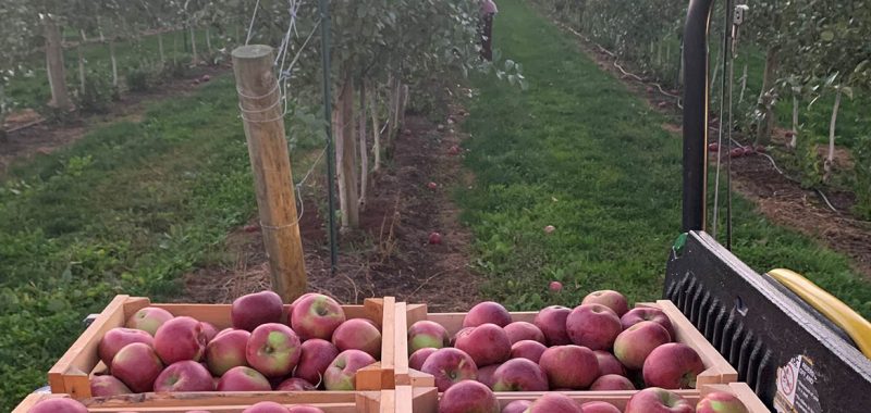 massachusetts apple picking