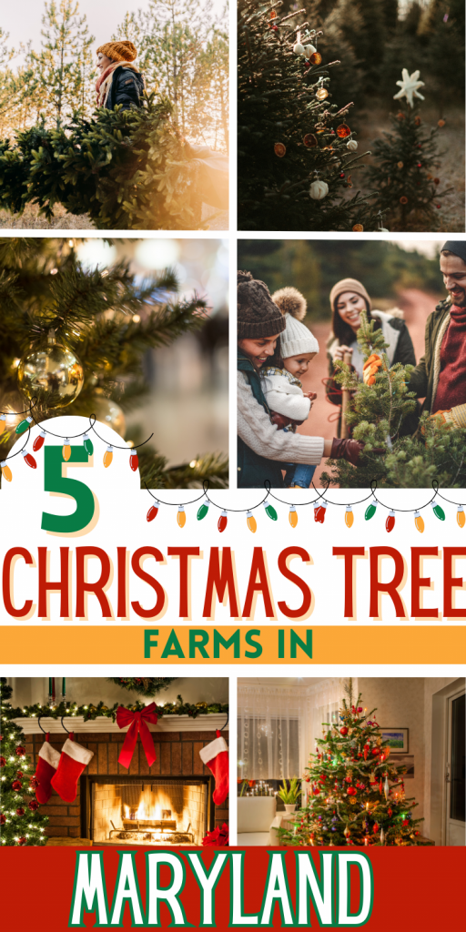 4 Festive and Best Christmas Tree Farms Maryland - Days Out On The Farm