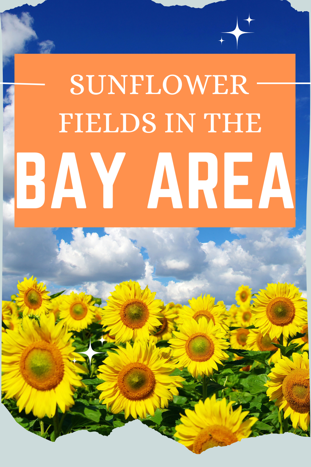 bay area sunflower farms