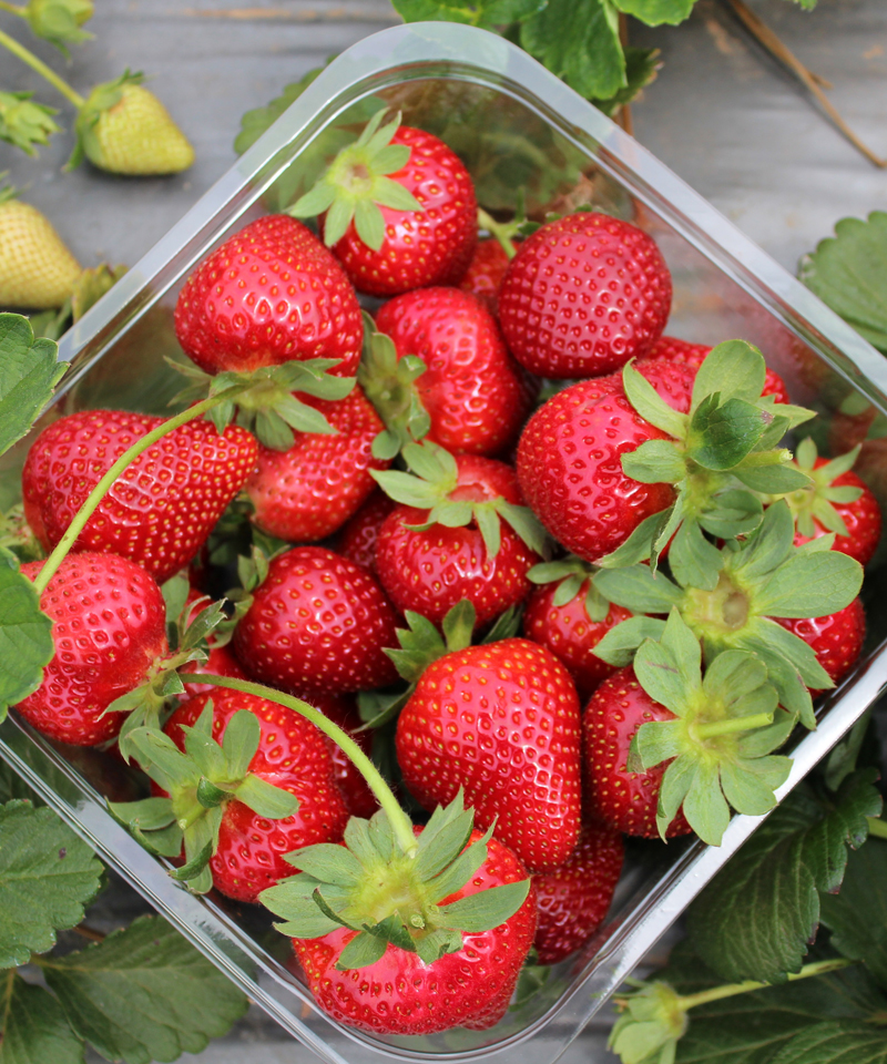 strawberry picking