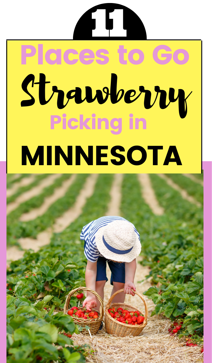 Minnesota strawberry picking