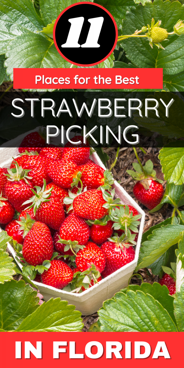 Places for the Best Strawberry Picking in Florida