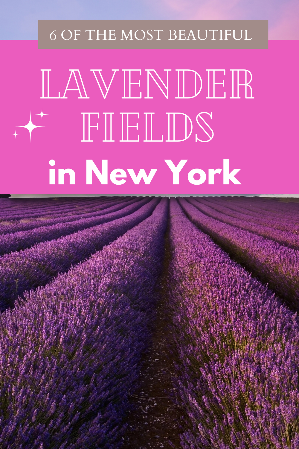 6 Charming Lavender Fields in New York