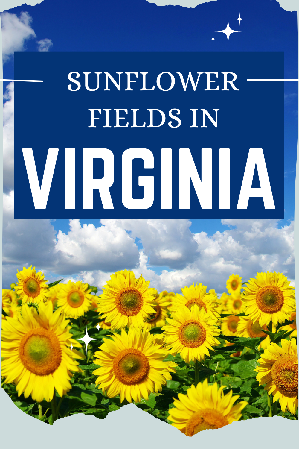 Virginia Sunflower Fields 